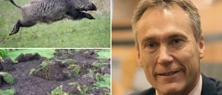 Lars Thomsson (C) kräver lagändring – inga vildsvin till Gotland