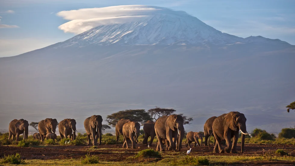 Arkivbild på elefanter fotograferade med Kilimanjaro i bakgrunden. Afrikas sällsynta glaciärer kan snart vara ett minne blott på grund av klimatförändringar, enligt en ny rapport.