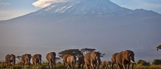 Afrikas glaciärer kan snart ha smält bort