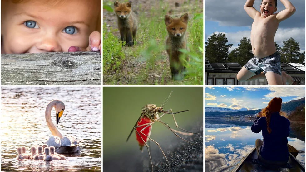 De här bilderna kom till final i Sommarbilden 2021, var med och tävla i årets tävling du också.