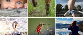 SISTA CHANSEN: Skicka in din bästa sommarbild – vinn fina priser