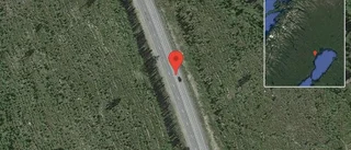 Älg på vägen på E4