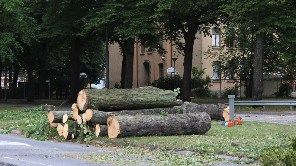 Kraftiga stockar blir kvar när lindarna sågas ner på Östra promenaden. Det är oklart om det blir något kvar till de i allmänheten som önskar få lite av dem.