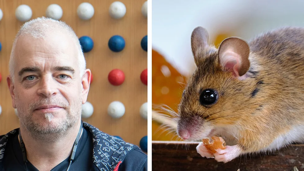   Det befaras att bli ett rekordår av möss i länet. Per Olofsson, skadedjurstekniker på Länsförsäkringar Västerbotten, förklarar hur du kan undvika ovälkomna gäster 