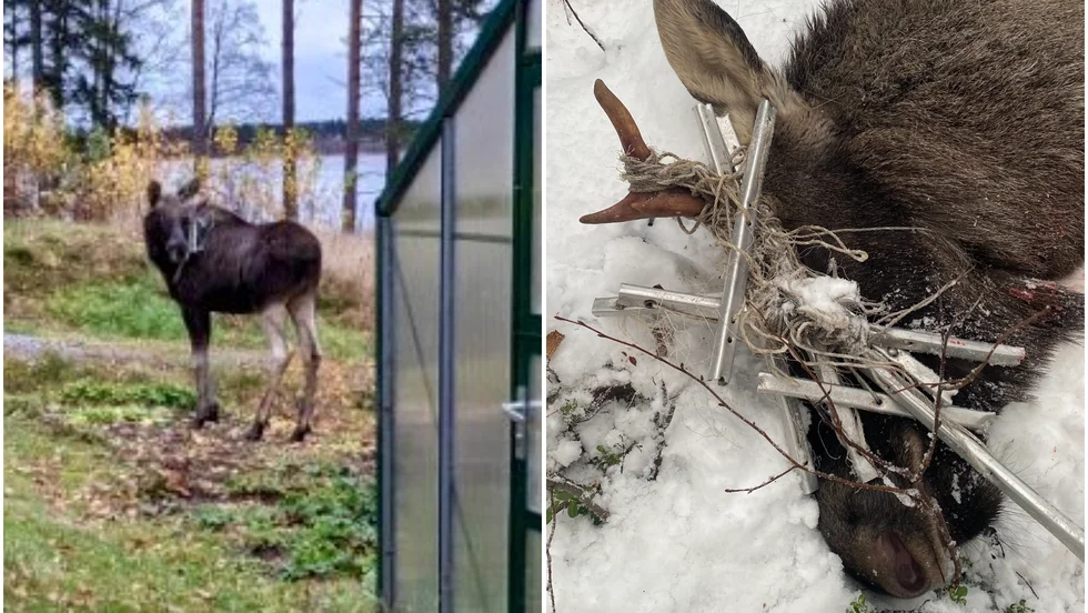 Älgen med torkvindan på huvudet har skjutits av eftersöksjägare.