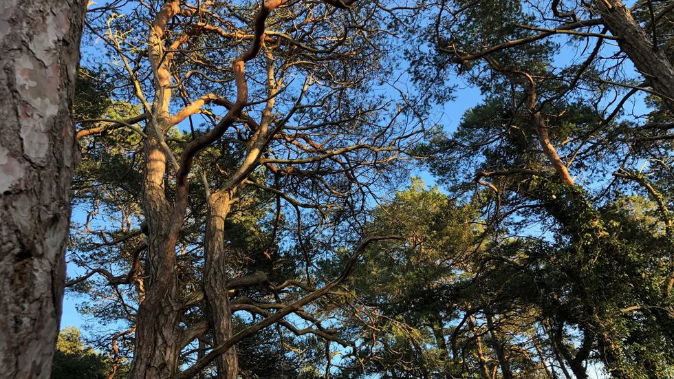 Gotland är bara 43,9 procent skogklätt, vilket gör att bara Skåne har mindre andel tallar och granar.