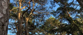 Många gotlänningar äger skog – men dålig tillgång