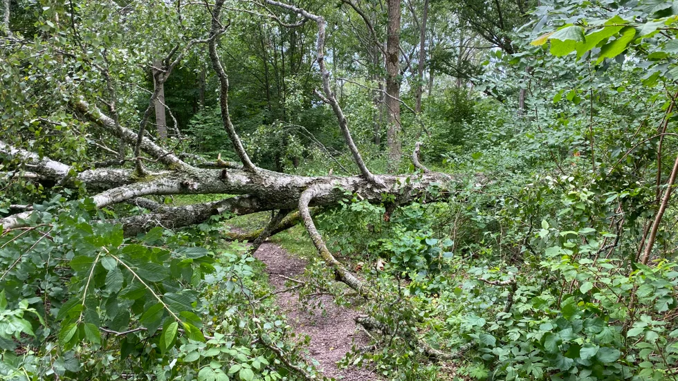På Mariebergsudden i Motala har flanörer i sommar fått byta väg eller gå runt hindret i sommar när träd fallit över stigen. Man får vända om och ta en annan väg, tills hindret är borta.