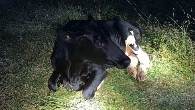 Kvigan ska enligt veterinärens uppgifter ha varit relativt pigg när hon hittades. Skadorna på bakbenen bedömdes dock vara så allvarliga att annat alternativ än avlivning inte fanns.