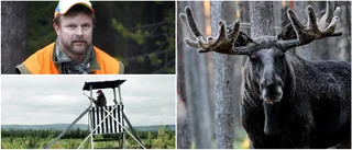 Över 13 000 älgar får skjutas i Norrbotten • "Varit diskussioner"