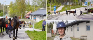 Här springer hästflocken – mitt i samhället • "Vad i helvete"