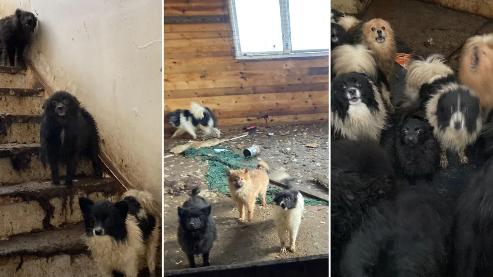 Djurskyddet hittade 36 hundar som hölls själva i det slitna huset i Finspångs kommun. "Hela golvet var täckt med några centimeter avföring från hundarna", skriver man i ett beslut om att omhänderta djuren.