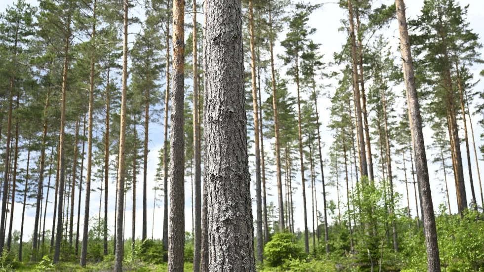 Stora Enso gör sig av med skog. Arkivbild.