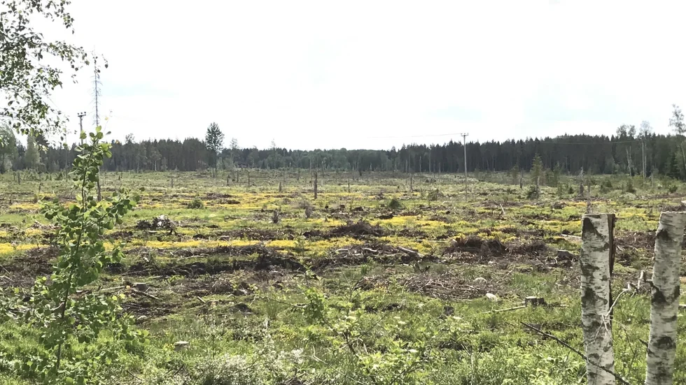 "Vart ska djuren ta vägen, är det konstigt att de vandrar ut på vägar och in i folks trädgårdar, när deras hem förintats", skriver insändarskribenten. (Arkivbild)