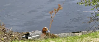 Läsarbild: Bläsand vid Kungsbron