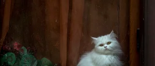 Saknaden efter en katt         