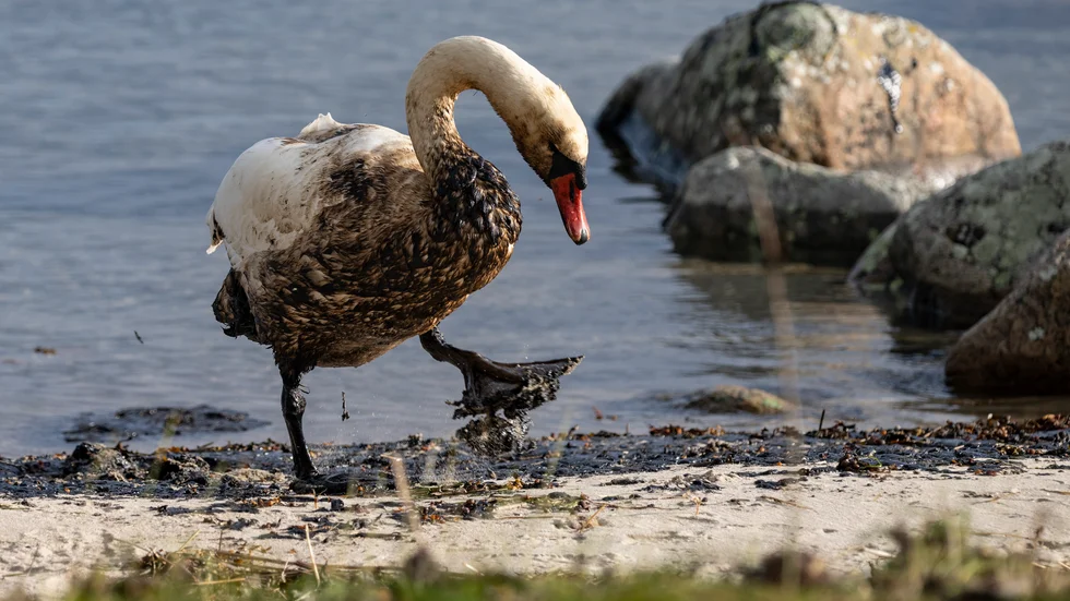 Oljeskadad svan vid strandkanten utanför Krokås hamn nära Hörvik i Pukaviksbukten. Arkivbild.
