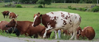 Ovisst för Upplands bönder – besluten fattas i Bryssel