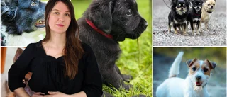 Att leva och dö som en hund – inte så olikt människan