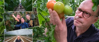 Hietala odlar grönsaker i midnattssol • "Viktigt för smaken"