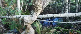 Bäverjakt tillåts i Godegård