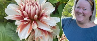 Trots fjolårets succé: Inga gratis dahlior i år