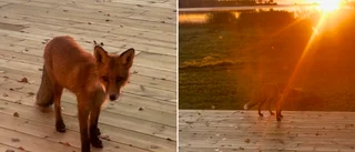 Klipp: Nyfikna besökaren fastnade på film