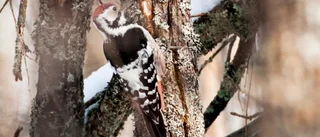 Government cuts endanger extremely rare bird's fragile comeback