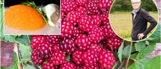 Odlat åkerbär varumärkesskyddas av EU: "Exklusiv produkt"