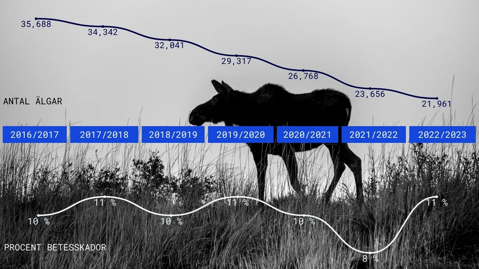 Älgtätheten beräknas av SLU på uppdrag av Naturvårdsverket. Statistiken för älgstammen som presenteras i denna artikel är beräknad efter jakt.