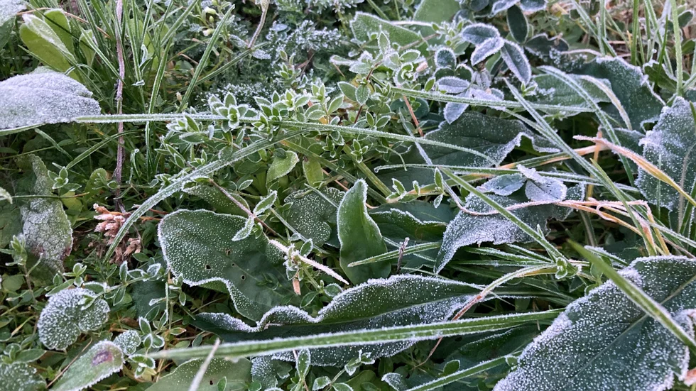 På måndagsmorgonen var det frost på flera håll i kommunen.