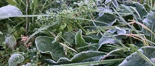 Minusgrader i morse – risk för ytterligare en frostnatt
