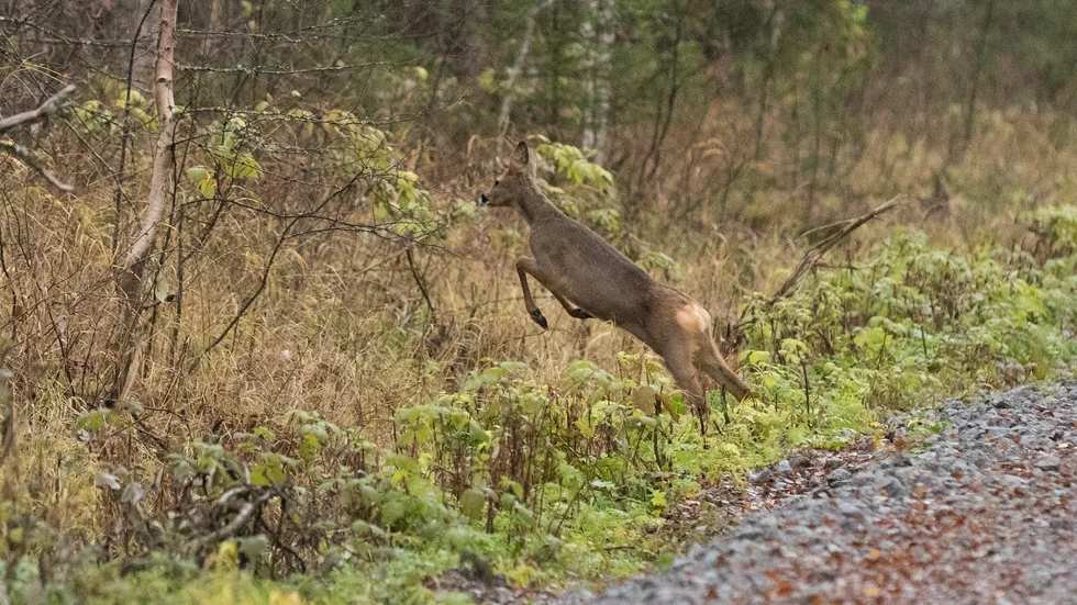 Två rådjur blev påkörda av bilar under fredagskvällen och lördagsmorgonen. 