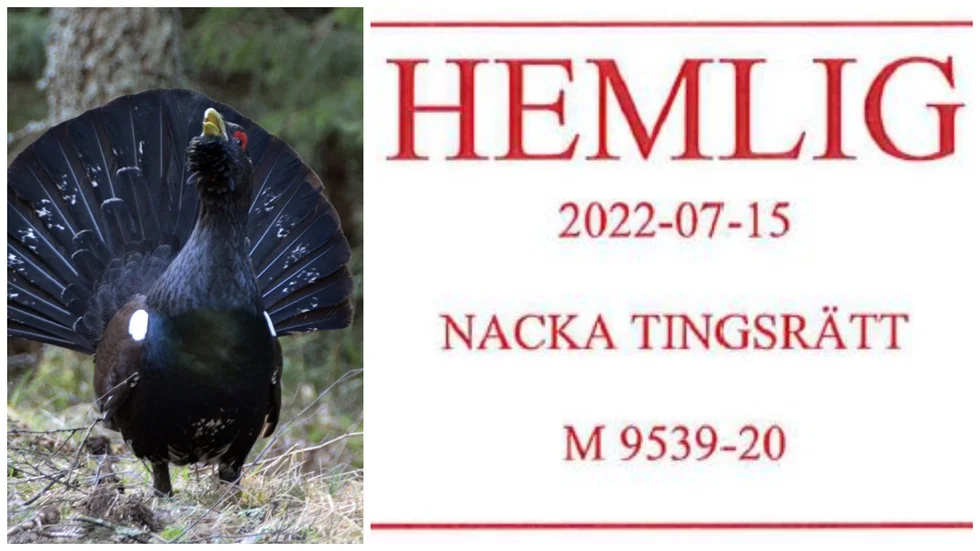 Utredningarna om hur den artskyddade skogsfågeln tjäder påverkas av deponiplanerna har hemligstämplats av domstolen.