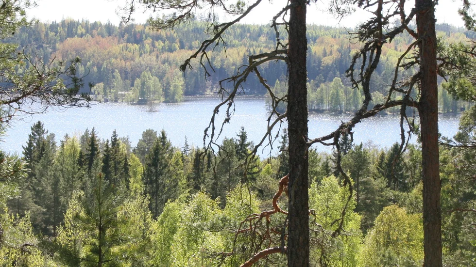 Naturskyddsföreningen Östergötland anser att olika naturnära skogsbruksmetoder är en självklarhet för den kommun som agerar framåtsyftande, skriver debattören. 