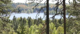Många goda skäl att övergå till hyggesfritt skogsbruk