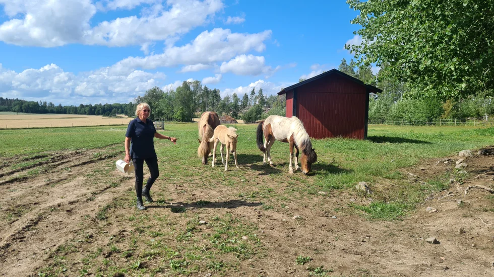 Susanne Larsson visar islandshästar.