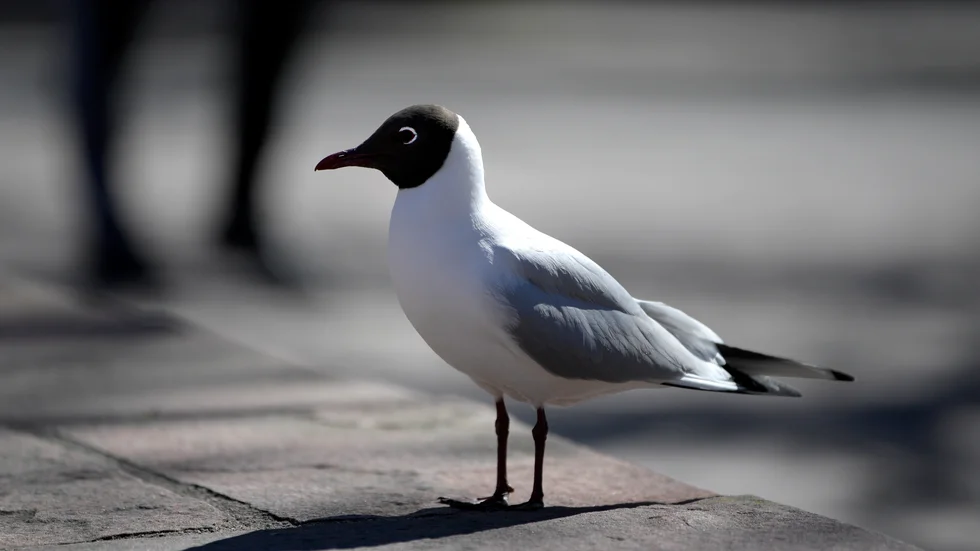 En fågel smittad med fågelinfluensa har hittats i Eskilstuna. Arkivbild.