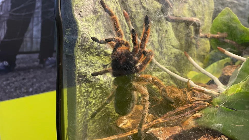 Huruvida spindlarna som hittades i Katrineholm levt i en mer trivsam miljö, till exempel i ett terrarium, innan de lämnats ensamma under soffan kan inte länsveterinär Karin Rejnö svara på. Genrebild.