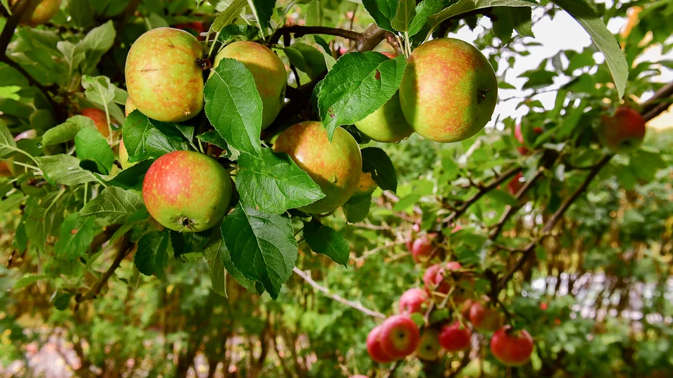 Om du har fruktträd hemma så kan du bidra till Jordbruksverkets arbete för att stoppa jobbiga insekter. Arkivbild.
