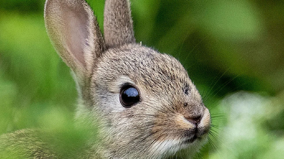 Ovanligt stora mängder av vildkanin kan leda till utbrott av kaninpest och kaningulsot, varnar länsstyrelsen i Halland. Arkivbild.