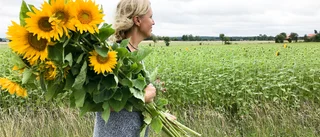 Anna fick ett solrosfält i födelsedagspresent