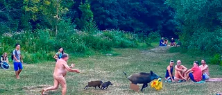 Snoppgalopp fick stopp på tjuvaktigt svin