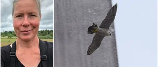 Udda husdjuret på sjukhustaket: En pilgrimsfalk