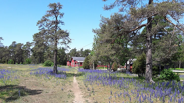 Området som ska bli naturreservat utmärks av äldre barrskogar, våtmarker och öppna hällmarker.