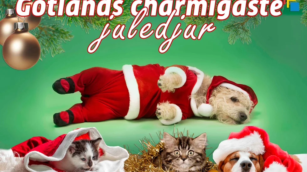 Tävla med din bild i "Gotlands charmigaste juledjur".