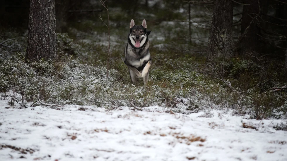 En man i 85-årsåldern sköt ihjäl en jämthund i tron om att det var en räv. Hunden i bilden har inte med händelsen att göra.