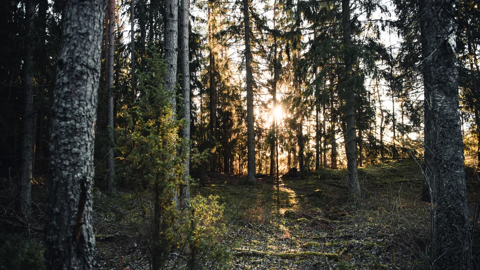 Enligt forskningen är det moderna skogsbruket huvudorsaken till att den biologiska mångfalden i skogen är hotad, skriver Adam Wallin och Barbara Kühn.