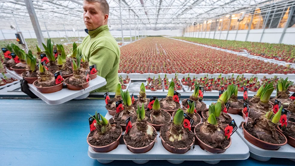 Från växthusen i Billeberga utanför Landskrona skickas just nu julblommor i väg till landets livsmedelsbutiker. Här packas en julklassiker – röd amaryllis.