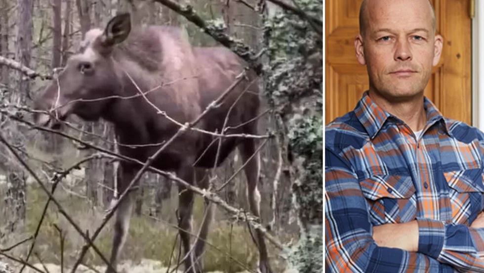 Henrik Karlsson är skogsförvaltare för Åkers kronopark AB. Han har ofta stött på vilt i skogen men aldrig tidigare blivit attackerad som i måndags när den ilskna älgkon gick till angrepp.